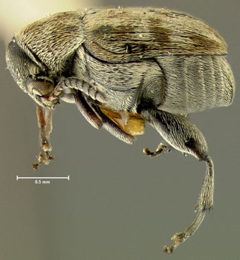 Media type: image; Entomology 25048   Aspect: habitus lateral view